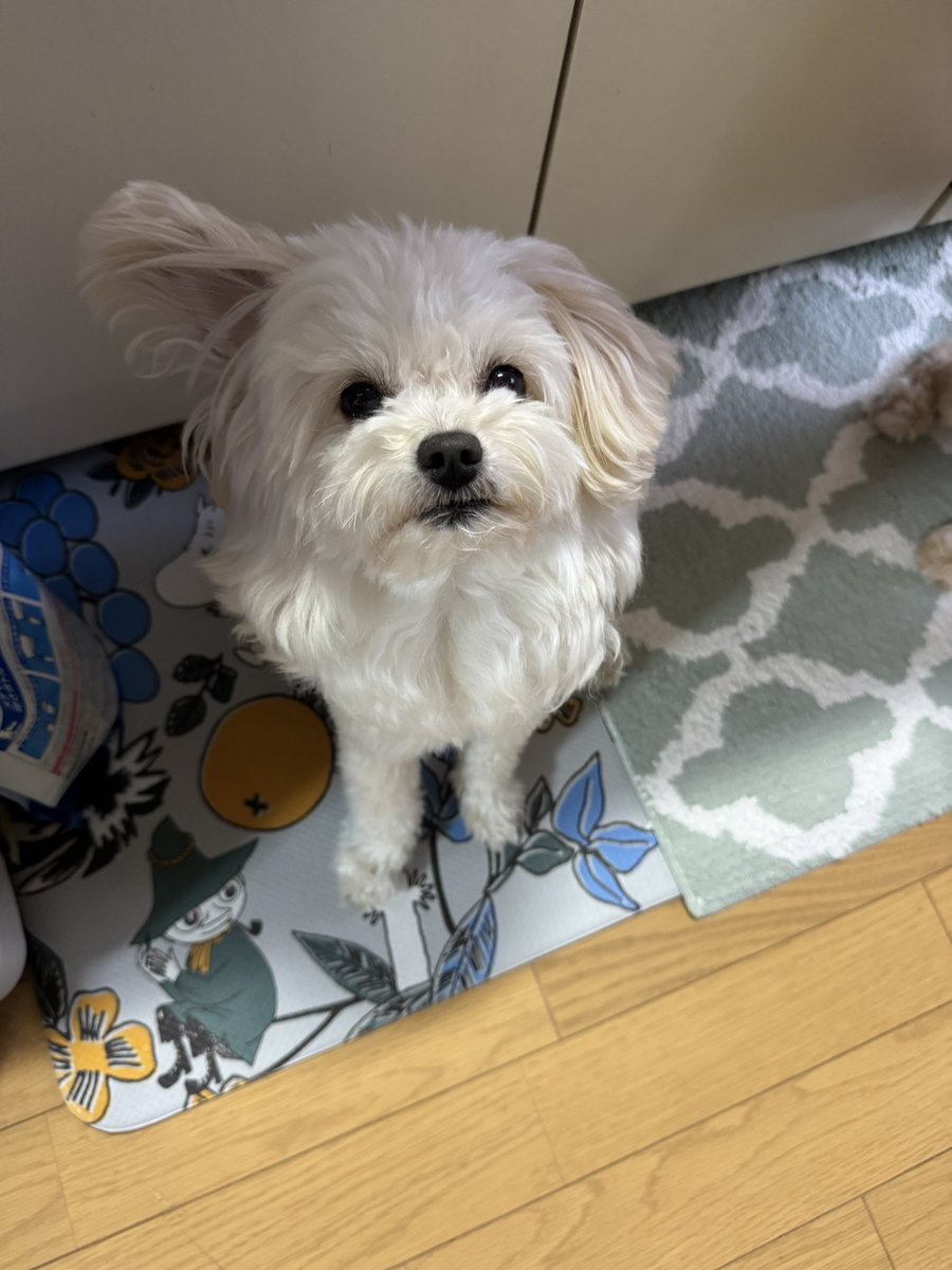 yak_kus's tweet photo. 何か聞いている時は
重そうな耳がピコピコ動きます

#犬がいる幸せ #犬のいる生活 #犬 #愛犬 
#犬好きな人と繋がりたい #ミックス犬 
#トイプードル x #ポメラニアン #ポメプー https://t.co/GRL5jgbMiU