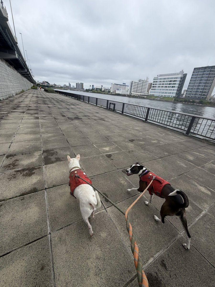 Pukei_thaidog's tweet photo. ぷけ昨日お風呂入ったんだけど、散歩中にまいちーのおしっこが顔面直撃したのと、よその誰かのうんち(出したてほやほや)のを思い切り踏んづけてて終わった
やってやりましたという顔をしてる https://t.co/HFrTSYAqAy