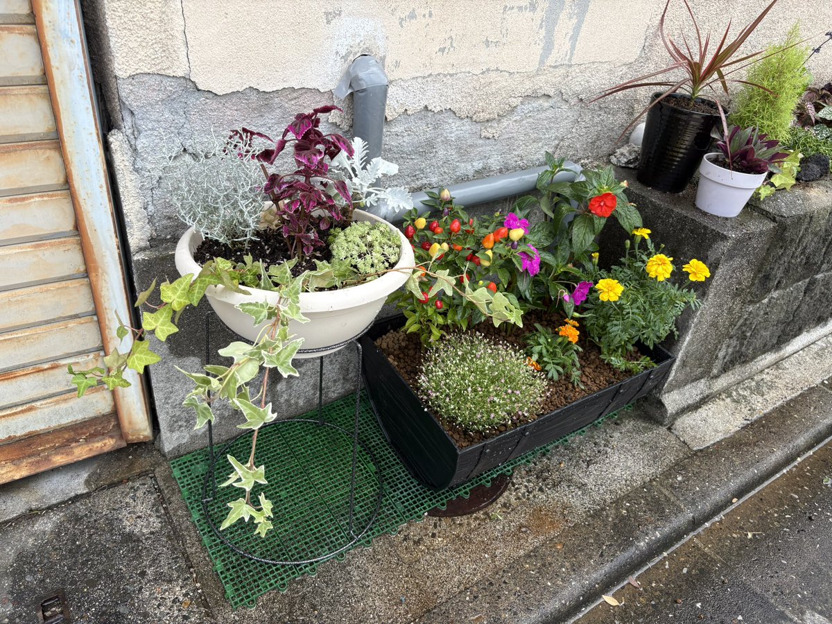itecamp0113's tweet photo. またカインズで植物追加🪴🪏
#五色トウガラシ
#サンパチェンス
#インパチェンス
#マリーゴールド
#プラチーナ
#セントーレアスノーウィーアウル
#すみれ草
#メカルドニアゴールドダスト
#ヒューケラ  ブラックフォレストケーキ https://t.co/TMUiPnDYYX