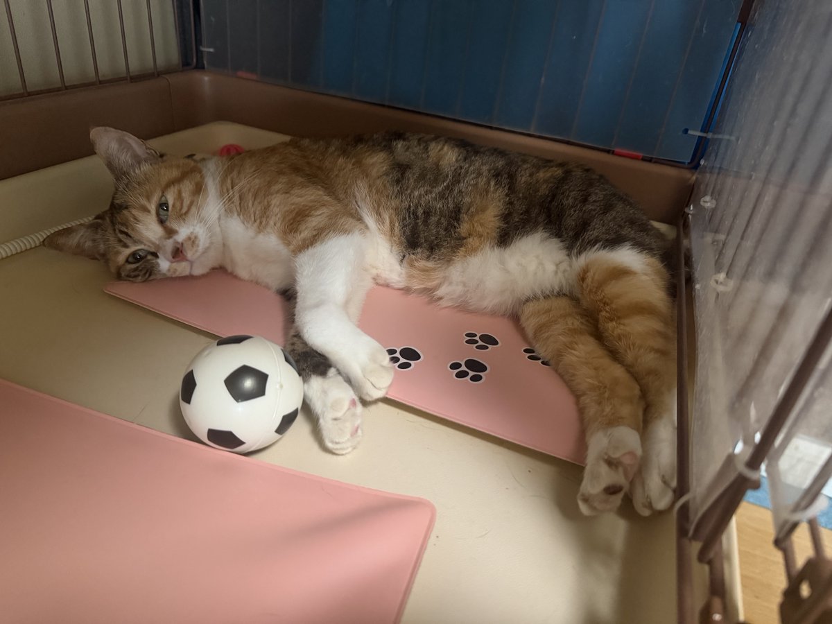 ecochandy's tweet photo. こんにちにゃん⚽️ 今日の猫風景 ⚽️ FIFA WORLD CUP 2026 日本🆚チュニジア 猫様達はお昼寝しながら応援💤
頭で、足で、ゴールを狙え、正しい、枠の中に…
#photocat #fifaworldcup2026 https://t.co/nNJZlRVeYC