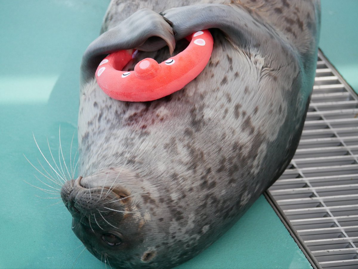 seal