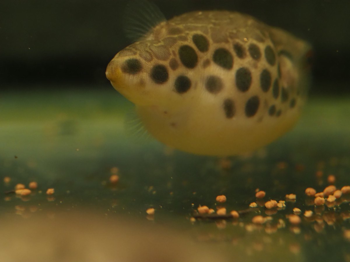 Fwpuffers's tweet photo. ただのふぐけつ
なんだか見てると笑ってしまう。 
こういう日常がいちばんいい。 https://t.co/ALMgkksCai