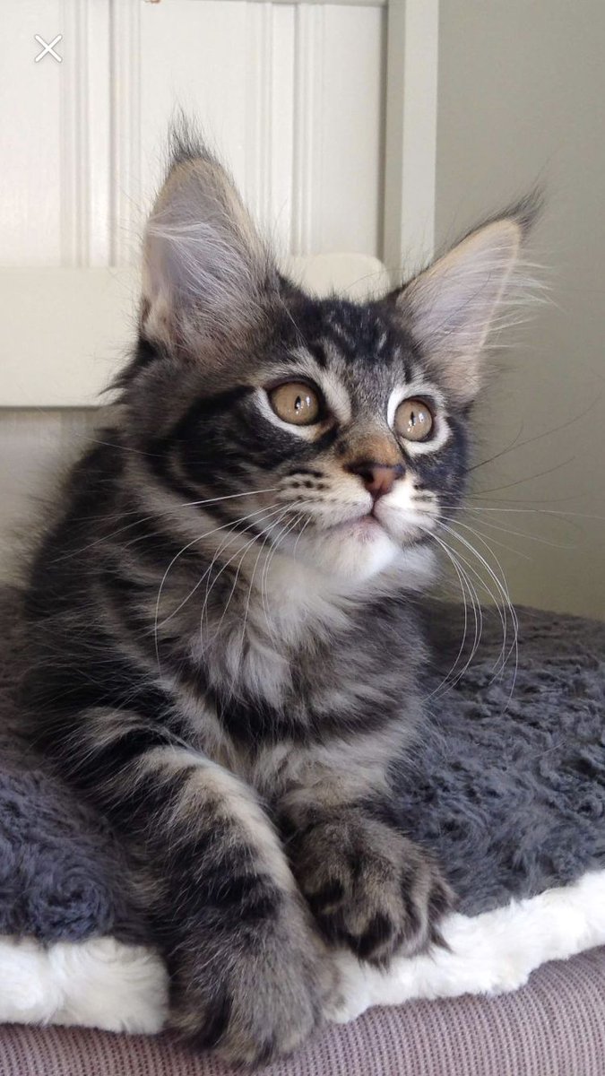 DailyCatsX's tweet photo. https://t.co/VKTHxUzekG