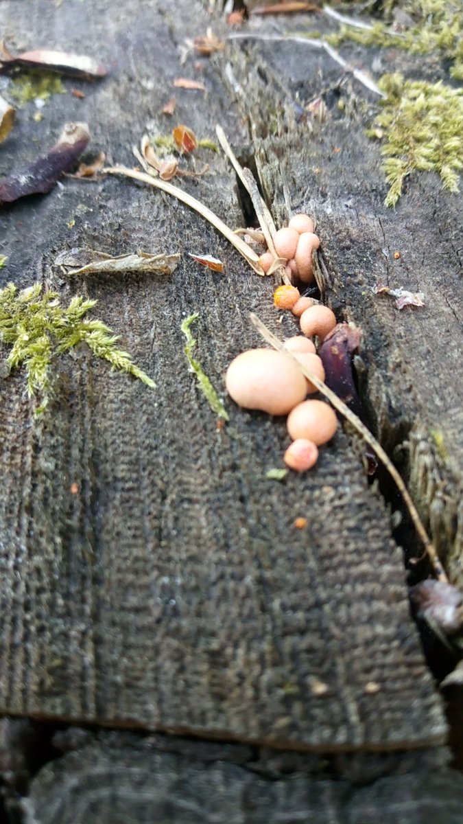 LX8111's tweet photo. Some fresh clusters of wolfs milk slimemold. #SlimeMoldSunday #SchleimPilz #SlimeMold https://t.co/lNixPDtxHk