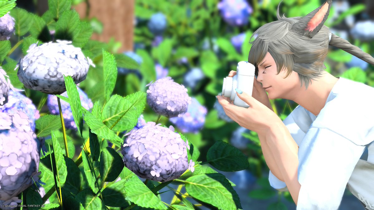 Sayuh_Miqote's tweet photo. #花猫アンシャ さんのお庭で撮影させていただいたSS！
あじさいめっっちゃ綺麗でした✨✨ https://t.co/gljuAQJB1Z