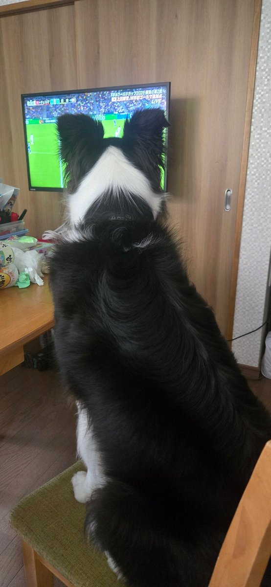 okomesiru's tweet photo. 犬でワールドカップ見えへん https://t.co/cMwscg9tMM