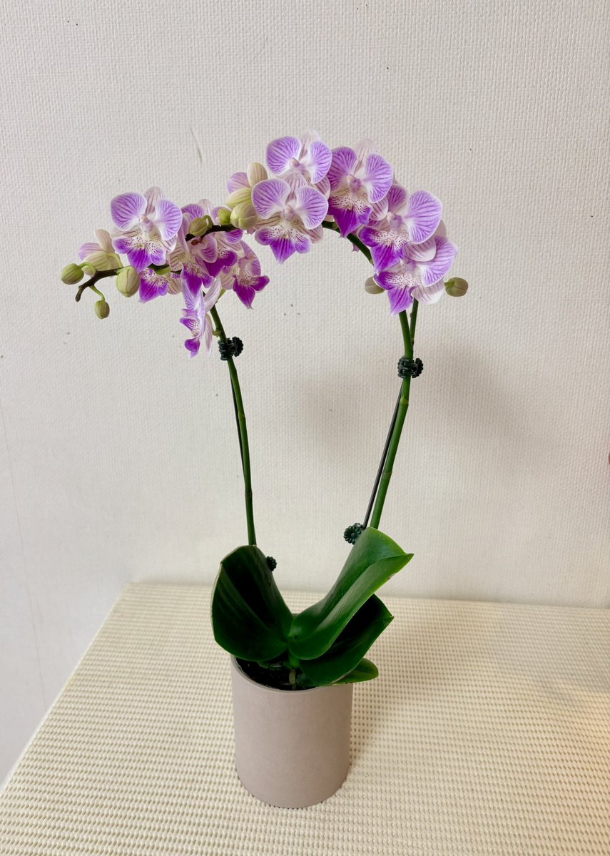 仲間入り*ത✿.°