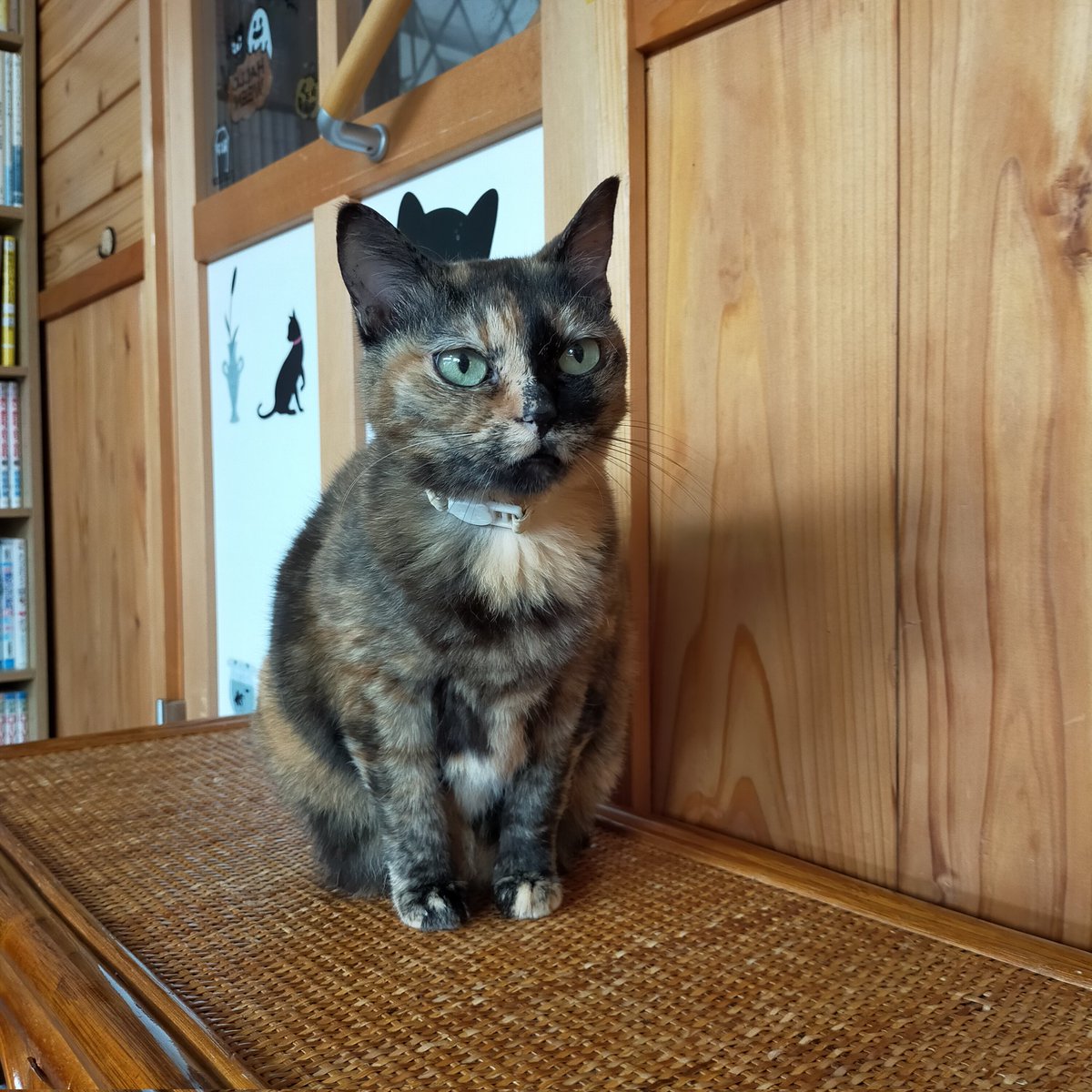 會津めごねこ (@aizu_megoneko) / Posts / X