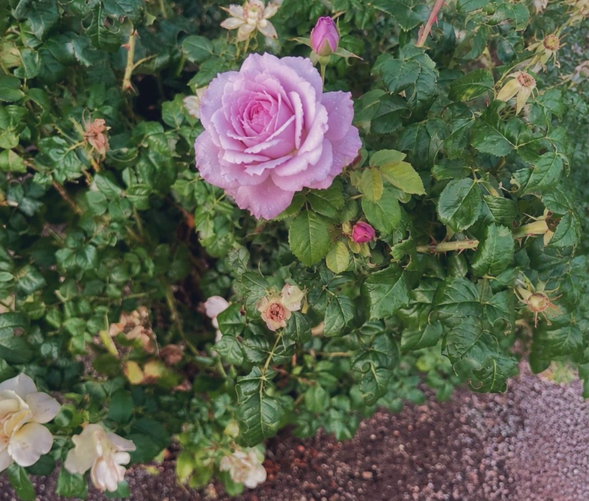nikemedica's tweet photo. Pretty bloom in the garden
#WeekendBloom
#HappyEvening https://t.co/LMI5KL0ms4