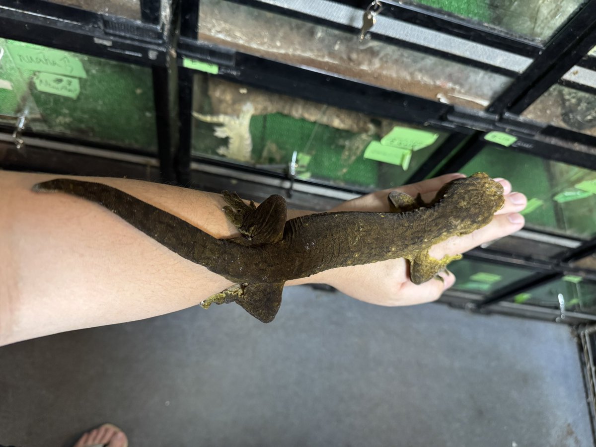 Lizard3917's tweet photo. 食べたら食べただけ長くなる
太くはならない https://t.co/EaCshkwh6r