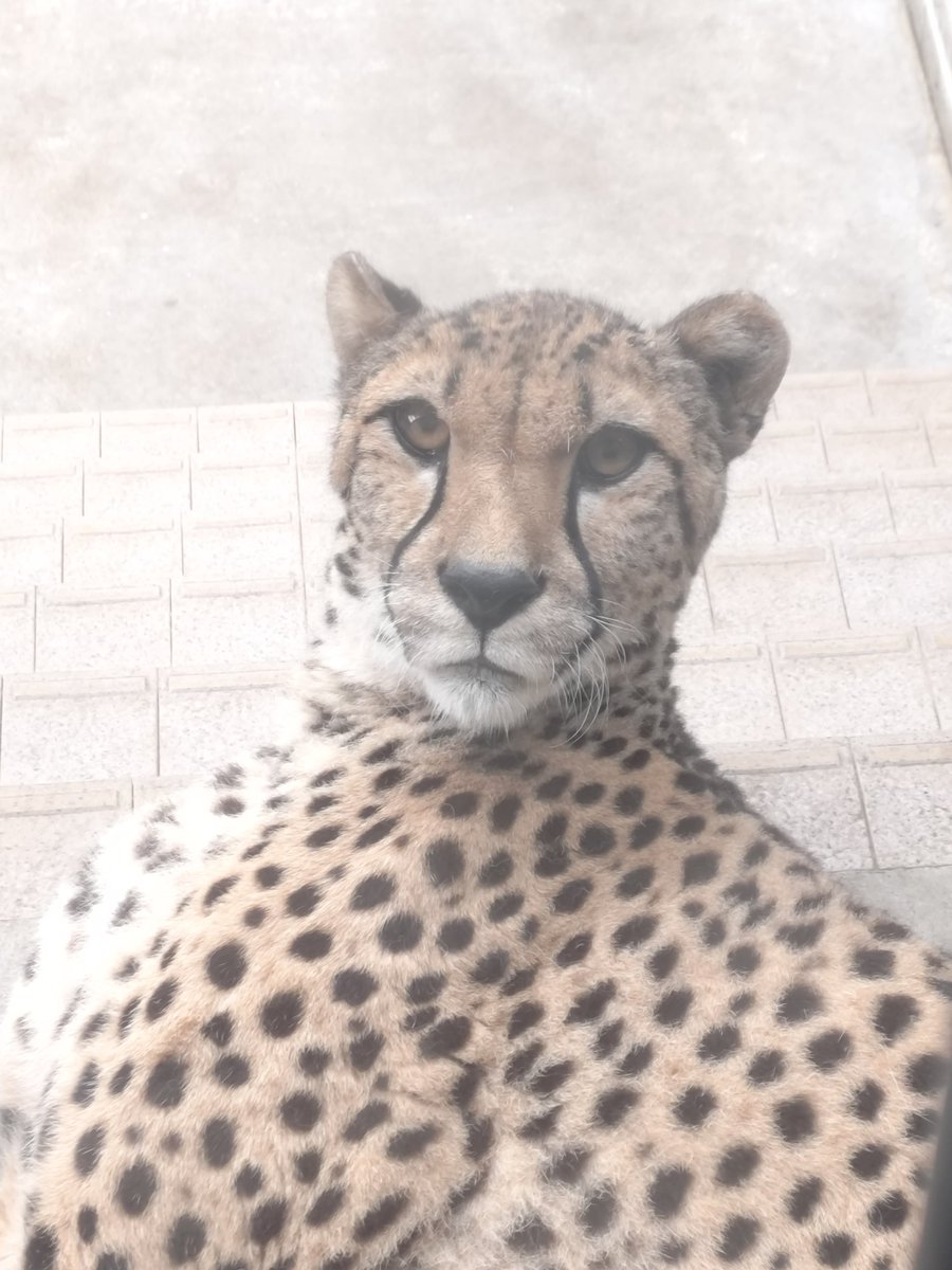 ChibaZoo's tweet photo. 本日チーターランは中止となりましたが、午後からはズラヤが展示場に出ています。明後日の23日（火）13:30からはズラヤを送る会をチーター展示場前にて行います😊（飼2）
詳細はコチラ↓
https://t.co/xtGppvqWo5
#千葉市動物公園 #チーター ＃ズラヤ https://t.co/Bb5DwyWpYS
