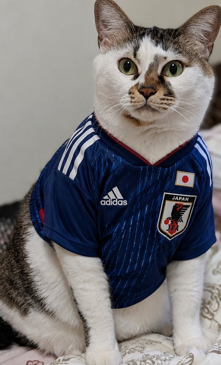 Post by ちゃんぐ(チャンギー) on X: 日本がんばれー！