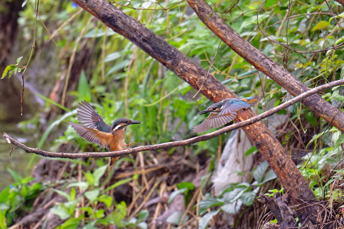 fyaPUa8HWSmv59r's tweet photo. 今朝のカワセミ。
幼鳥2羽が追いかけっこ（？）してました。
#カワセミ 
#kingfischer https://t.co/CQIRBpePhl