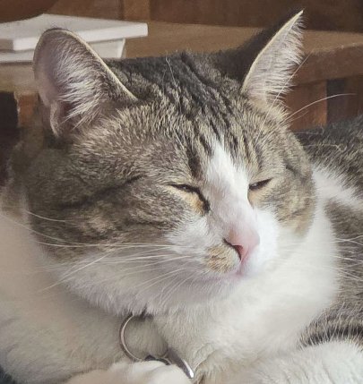 rayssleepy's tweet photo. my cat... First pic was early last year. last pic was recent ... Guys he's 23 pounds. 😭 The vet said hes healthy tho I don't know https://t.co/yMW34SC2LZ