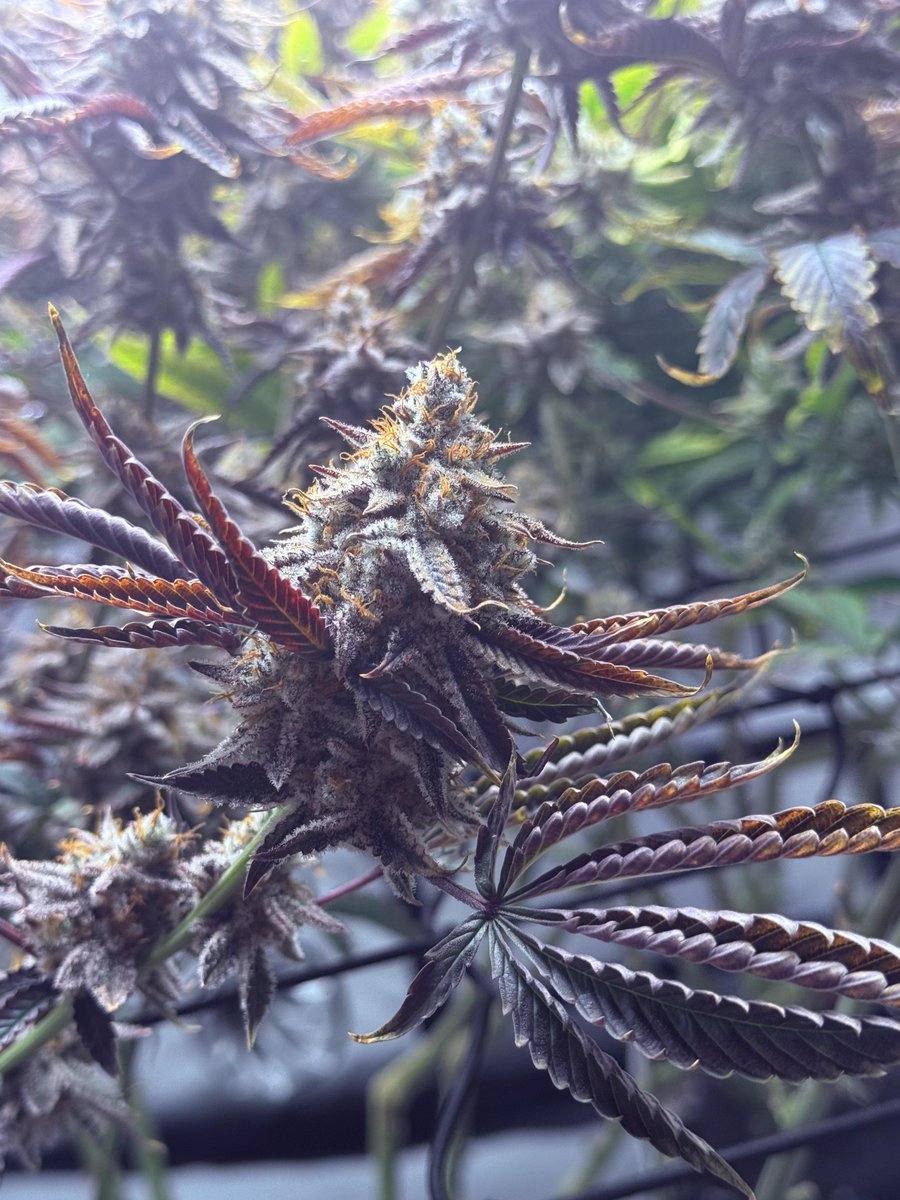 SPACEBLUNT17's tweet photo. It’s the final countdown

Day 56 getting ready to harvest within the next week. First run stepping away from canna nutrients switched to VBX and Shine and am loving the results so far. https://t.co/40Xu2NRc0W
