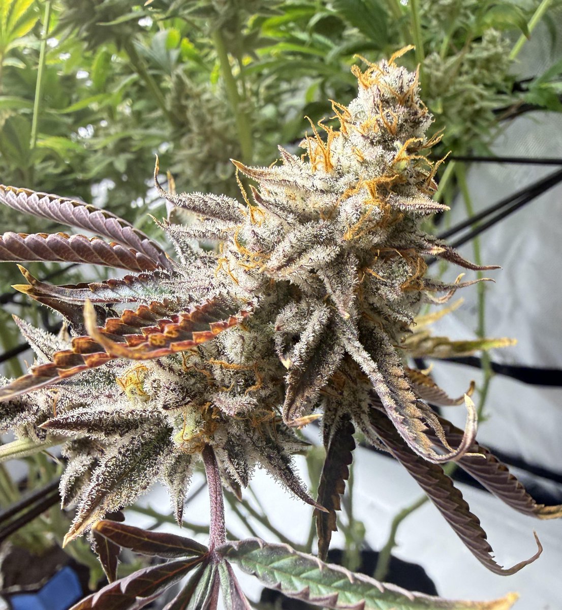 SPACEBLUNT17's tweet photo. It’s the final countdown

Day 56 getting ready to harvest within the next week. First run stepping away from canna nutrients switched to VBX and Shine and am loving the results so far. https://t.co/40Xu2NRc0W