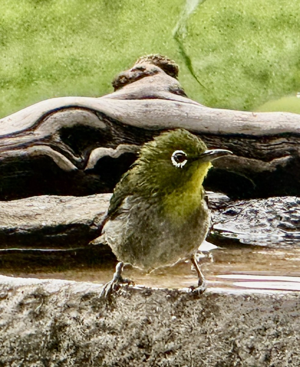 s_westerly's tweet photo. Sweet little Finch chillin' after a refreshing dip, on the Summer Solstice ~ https://t.co/AO6JTPSANS