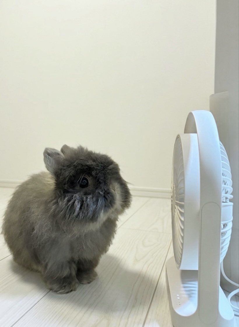 mizuki_tokita's tweet photo. おはようございます🐰🎐 https://t.co/yC5rSTFVPo