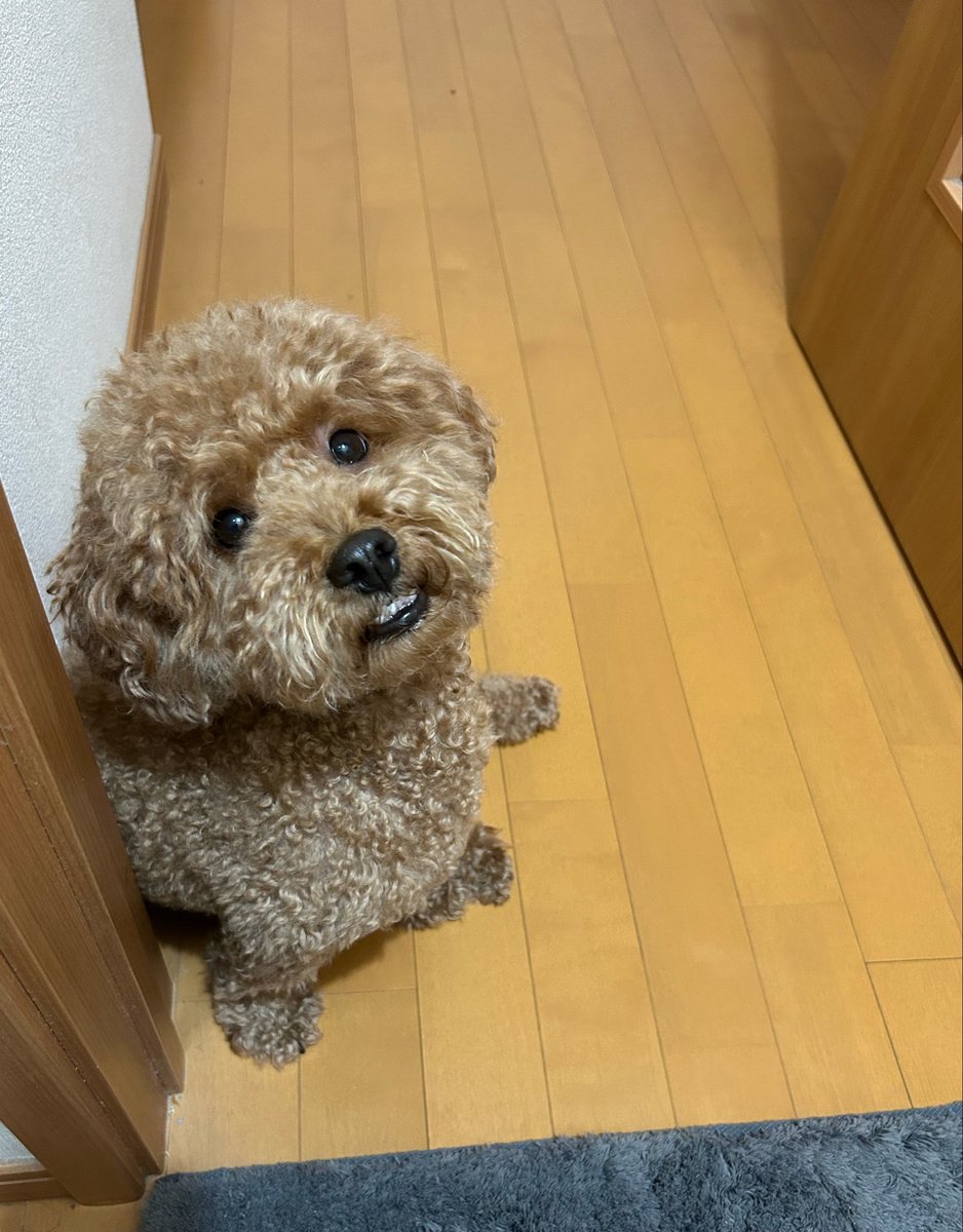 utaminchi's tweet photo. 毎回トイレのドア閉めずらいんだよなぁ😂

閉めずにやるしかないw https://t.co/iHMx4dsFVb