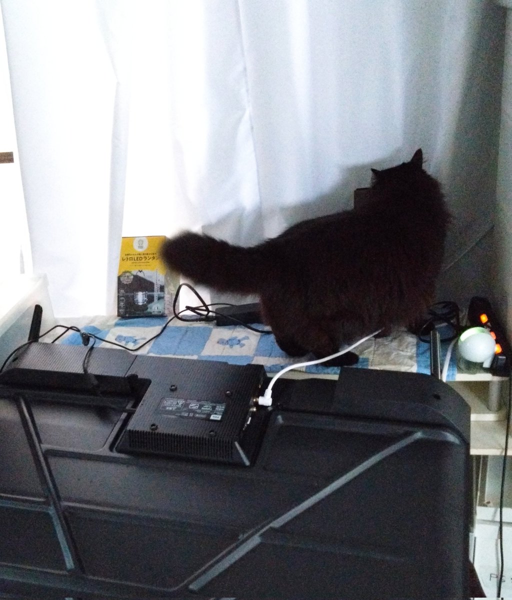 tokichiever's tweet photo. 朝ごはん作って娘と一緒に食べてたら目の前で猫にテレビ倒された。
買ってたぶん1年経ってない……
午後から行きます…行けないかも😭 https://t.co/BYmDxelvDW