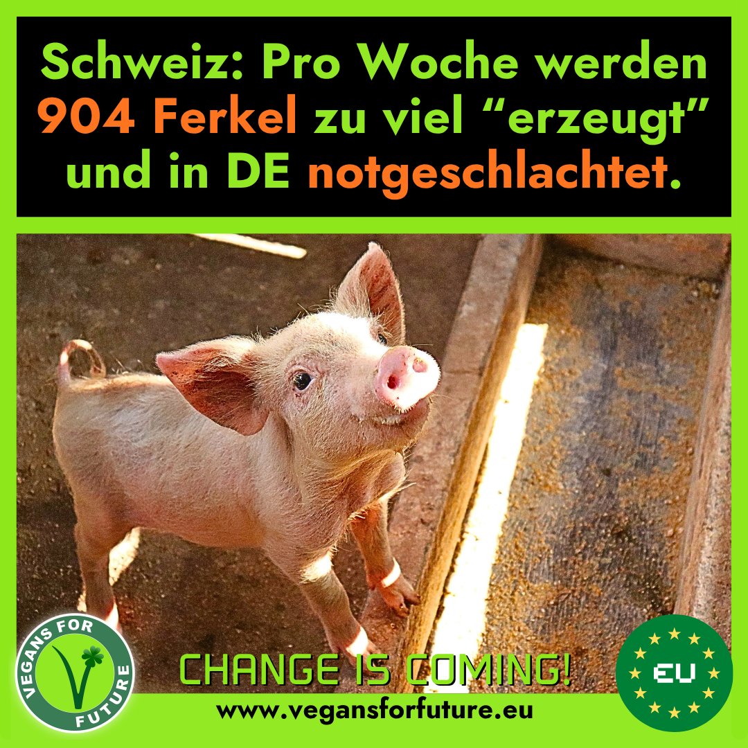 VFF_eu's tweet photo. In der #Schweiz gibt es seit längerer Zeit eine “Überproduktion” an Ferkeln und Schweinen. Bis November sollen deshalb pro Woche 904 #Ferkel nach DE exportiert und dort als Spanferkel verkauft werden!
➡️ https://t.co/aehJvkZYMt https://t.co/yxI9gHtaQA