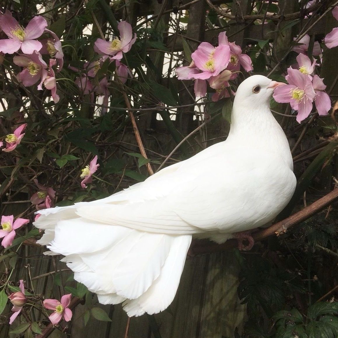 goldtarg's tweet photo. my new pet dove, her name is dove 😇 https://t.co/l1ONJ7iejR