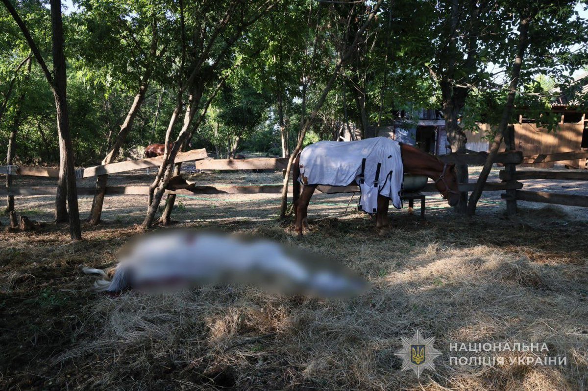 AnfisaMotora's tweet photo. 20.06.26
9 KABs sobre #Zaporiyia: 5 civiles asesinados🕯12 heridos.
Otro ataque, igual que en #Sumy, contra una granja deportiva de equitación (2 caballos muertos y 5 graves).
#RussiaIsATerroristState pretendía reventar otra presa en el río #Dnipro a costa de las vidas inocentes. https://t.co/I2HTFTt4t0