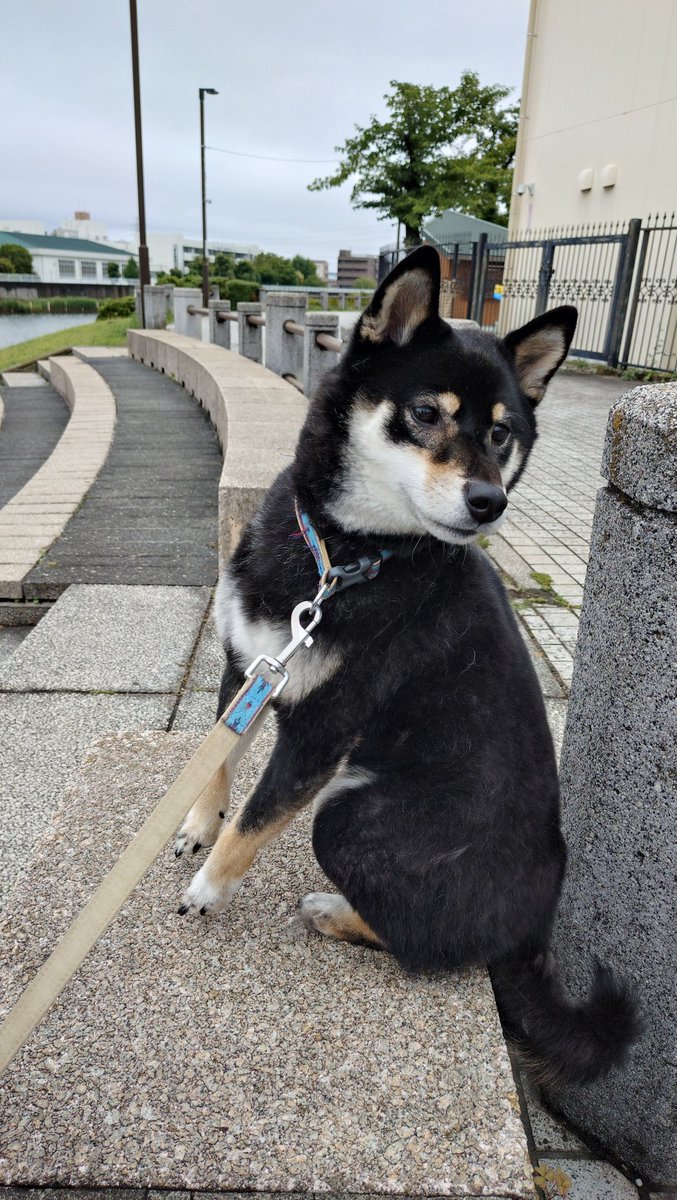 tun_rr's tweet photo. 犬のお散歩してきた
めちゃくちゃ疲れた。体力落ちすぎ https://t.co/ykw3kEYlKB