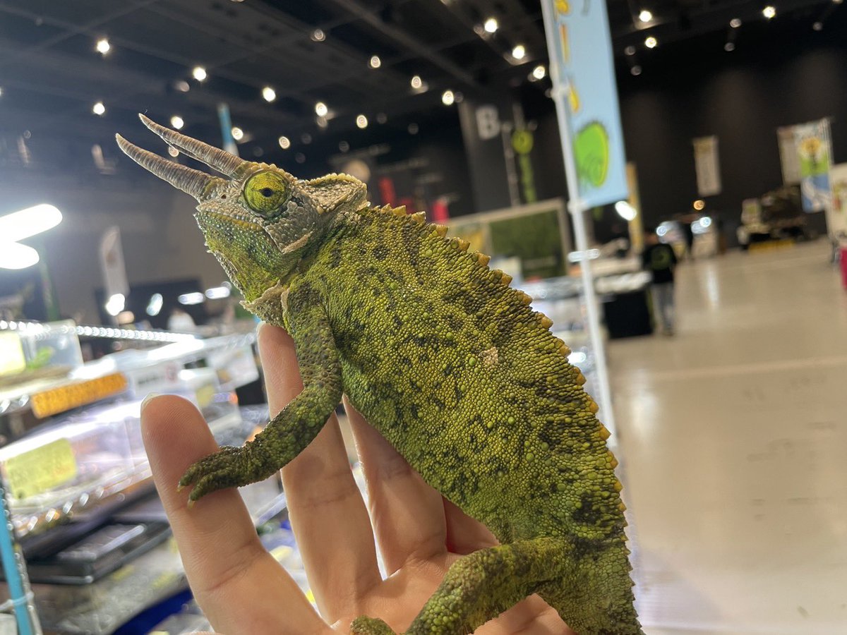 SAURIA01's tweet photo. ✨ジャパンレプタイルズショーin熊本✨
二日目もよろしくお願いします‼️
まだまだ二日目も頑張りますので是非サウリアブースでお待ちしております‼️
【注目生体】
コスタリカアカスジヤマガメ
ジャクソンカメレオン（キハントロプス）ペア https://t.co/rbmfscLKuD