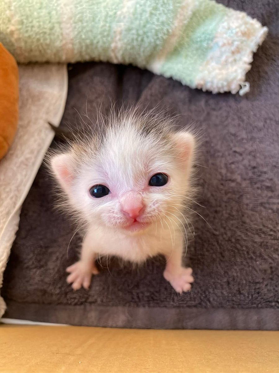 Catsillyness's tweet photo. A smol friend https://t.co/1w2QkObZoF