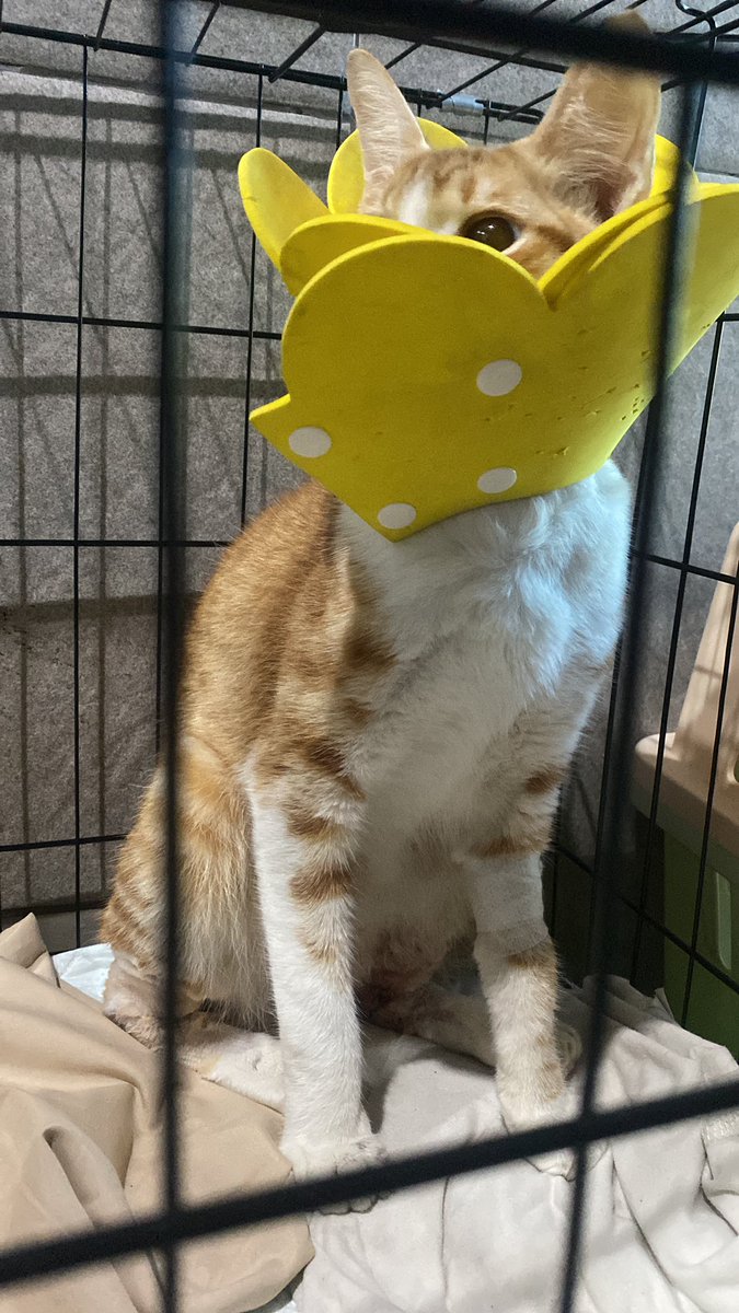 suucidd's tweet photo. hari ini ming sudah di bawa pulang yeayyyy 
seneng banget🥰✨ https://t.co/Fk6RoT7LqF