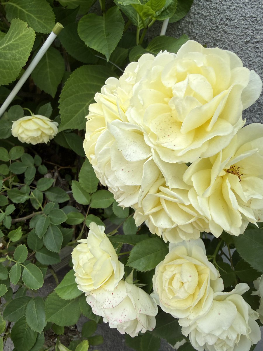 feldenpath's tweet photo. 護る術を使います。

レッスンではその人が適切なタイミングで心身共に動き出す環境設定のお手伝いをします。
習慣的ではない動きや感情の変化を体験し、後は神経系の働きに任せて待ちます。

そんな目的をちょっと手放して、過程を楽しめるようなレッスンを提供しています。 https://t.co/kY8mcvapRT