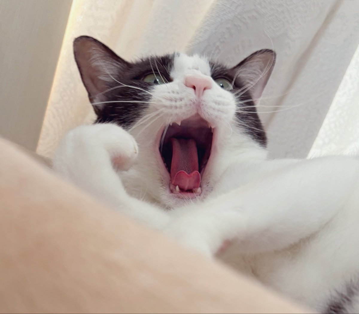 utar1031's tweet photo. おくち、かわいいですね〜
#猫のいる暮らし https://t.co/0MQTfgSHsd