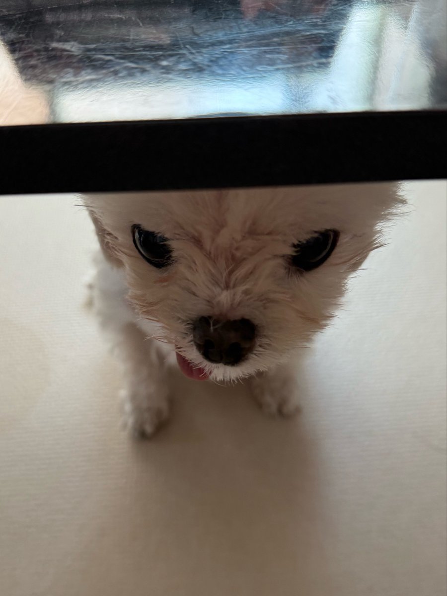 salgururu_'s tweet photo. 빼꼼 강아지 https://t.co/K6ai4CmtK5