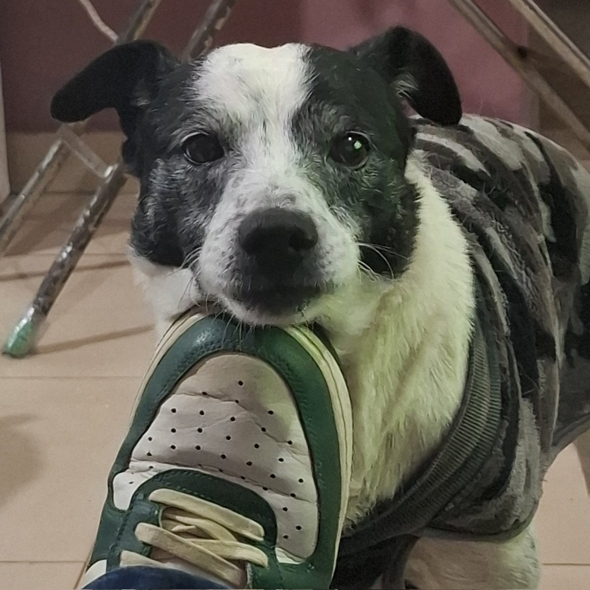 rouencrisis's tweet photo. si no aparecen perritos en mi tl tendré que sacar a pasear al vaca https://t.co/bNptk2oM55