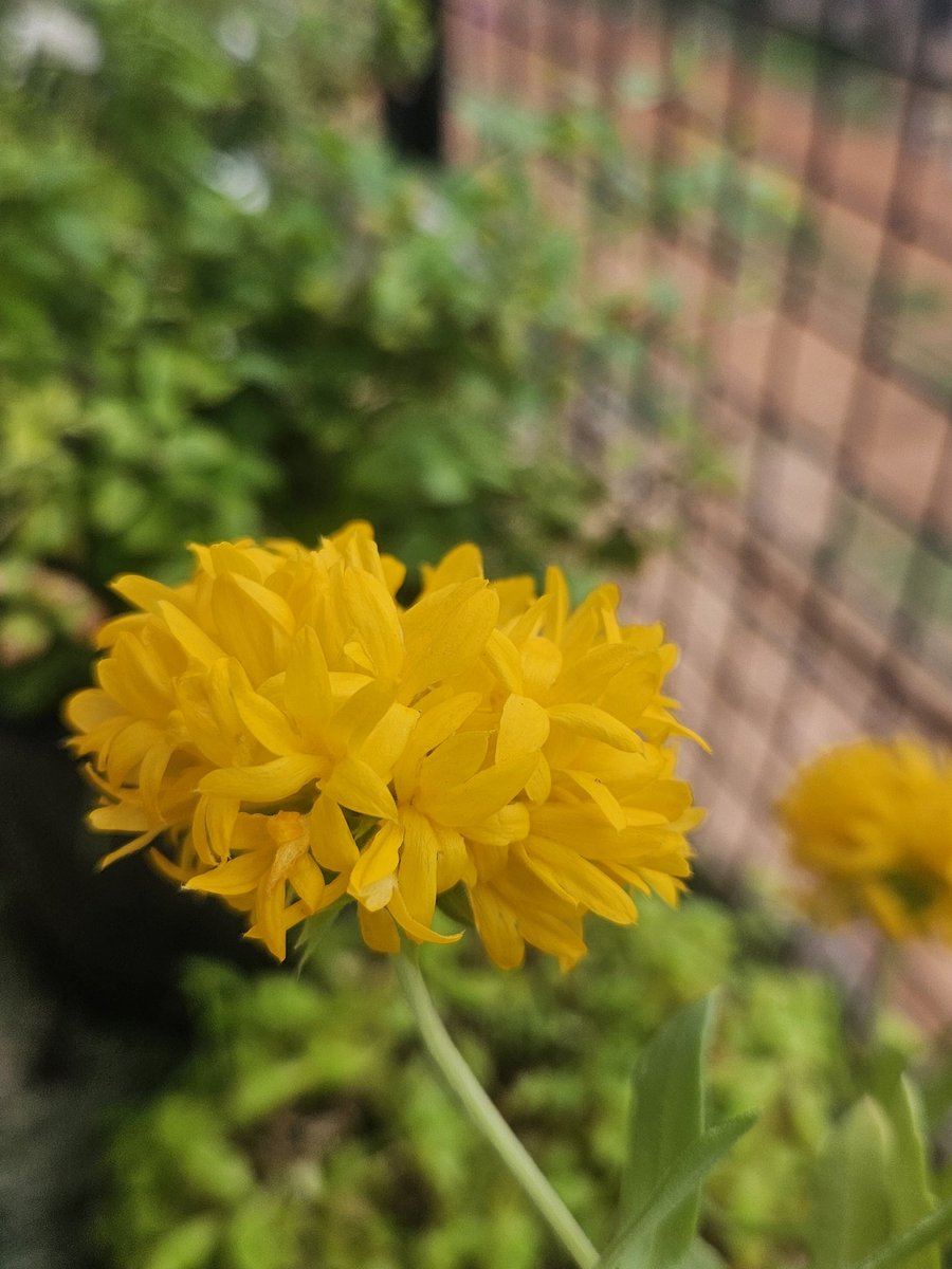 a_chakraborthy's tweet photo. Good morning friends. Have a relaxed n blessed sunday ...
a new bloom in my garden
#goodmorning #flowers #sunday #sundayyellow #ArijitVisuals #theme_pic_India_flowers https://t.co/zIAKzZNTEx