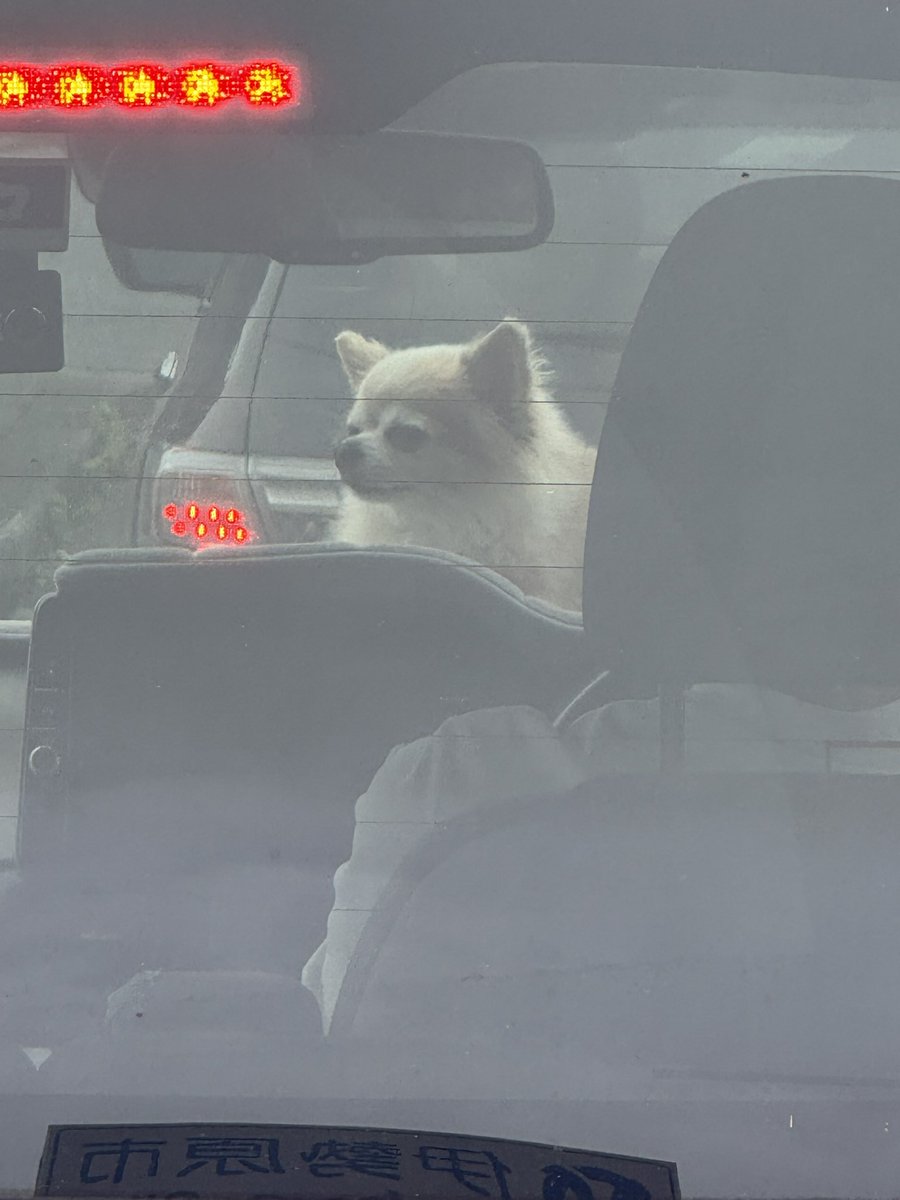 apishline's tweet photo. ダッシュボードに小型犬を置いて走行すんじゃねーよ！笑 https://t.co/MDiIa56ybL