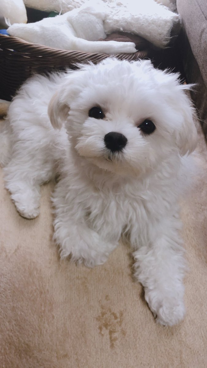 Salt_kai17's tweet photo. 彼女と付き合うきっかけにもなった、我が家のアイドルが昨日突然亡くなって全てを忘れたくてバトオペしてたら全試合でFFファンメ祭り。このゲームは期待を裏切らないぜ https://t.co/3A2unp1Vsz