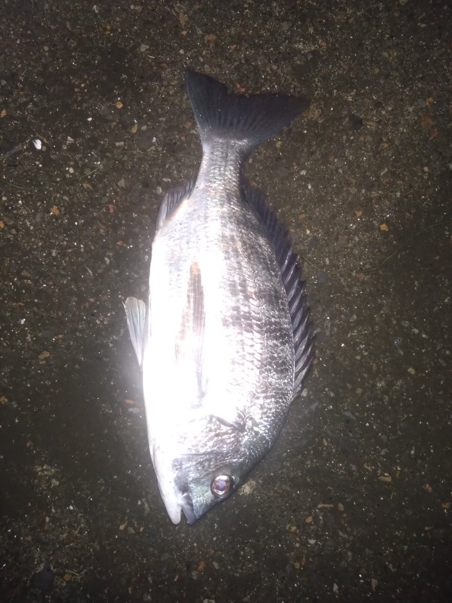 teranishi6's tweet photo. 昨夜の雨シーバス
なんとか3キャッチ　チヌ1匹🐟️
雨降っても釣りに行く☔
＃K2無限 https://t.co/cRDEhuPTyw