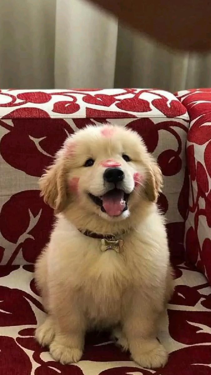 puppies_video's tweet photo. Adorable puppy is so cute https://t.co/8IlnrVFhZU