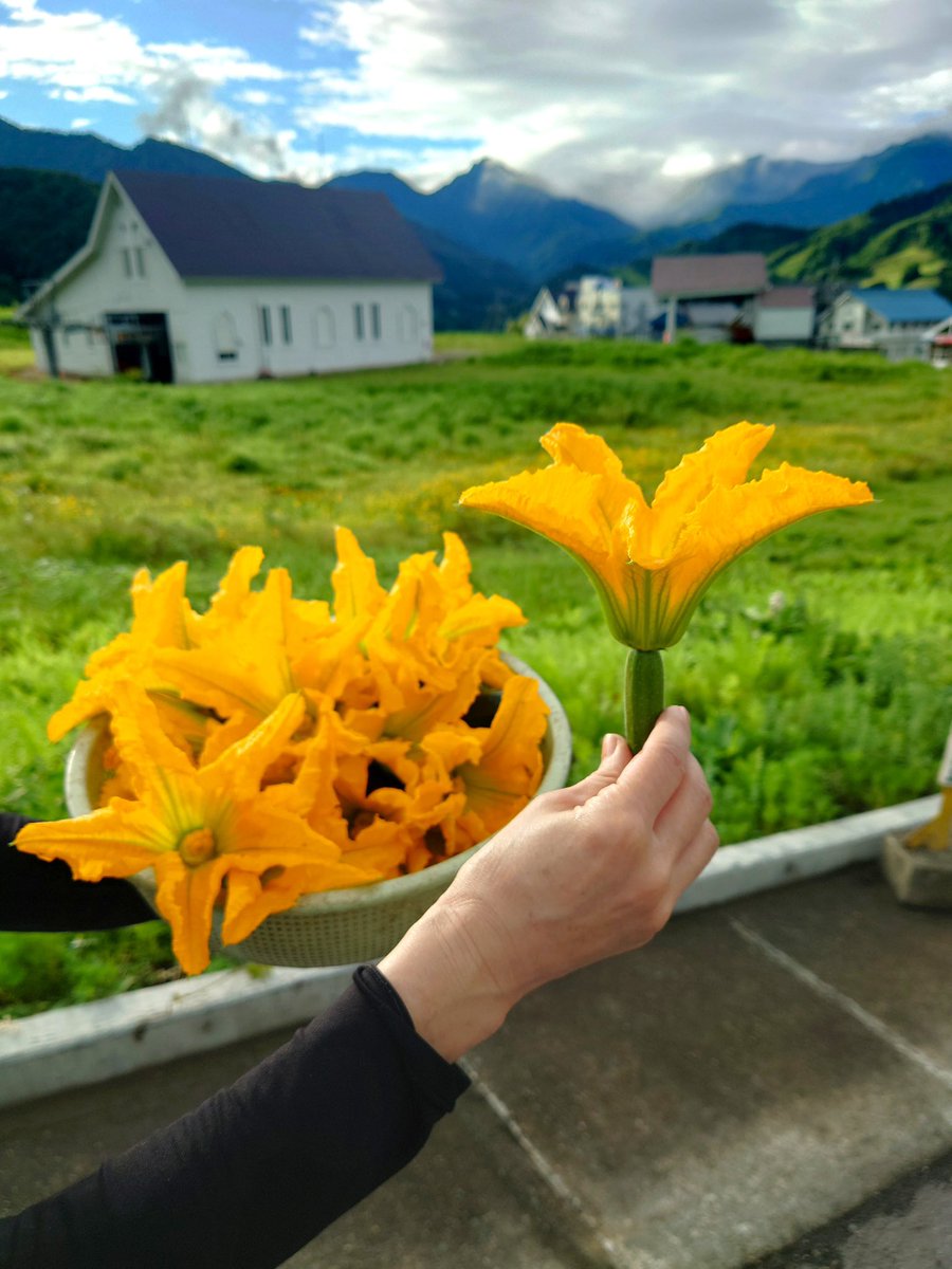 pittore_jp's tweet photo. 今日は豊作！ズッキーニの株も少しずつ大きくなり、雌花も開くようになってきました。
「花ズッキーニのフリット
花の中に濃厚なチーズを丁寧に仕込み、サクッと軽いフリットに。
繊細な花びらの食感と、みずみずしい実を丸ごと楽しめる、この時期だけ❣️
ピットーレの畑の自家栽培 https://t.co/WNLOMF8alN