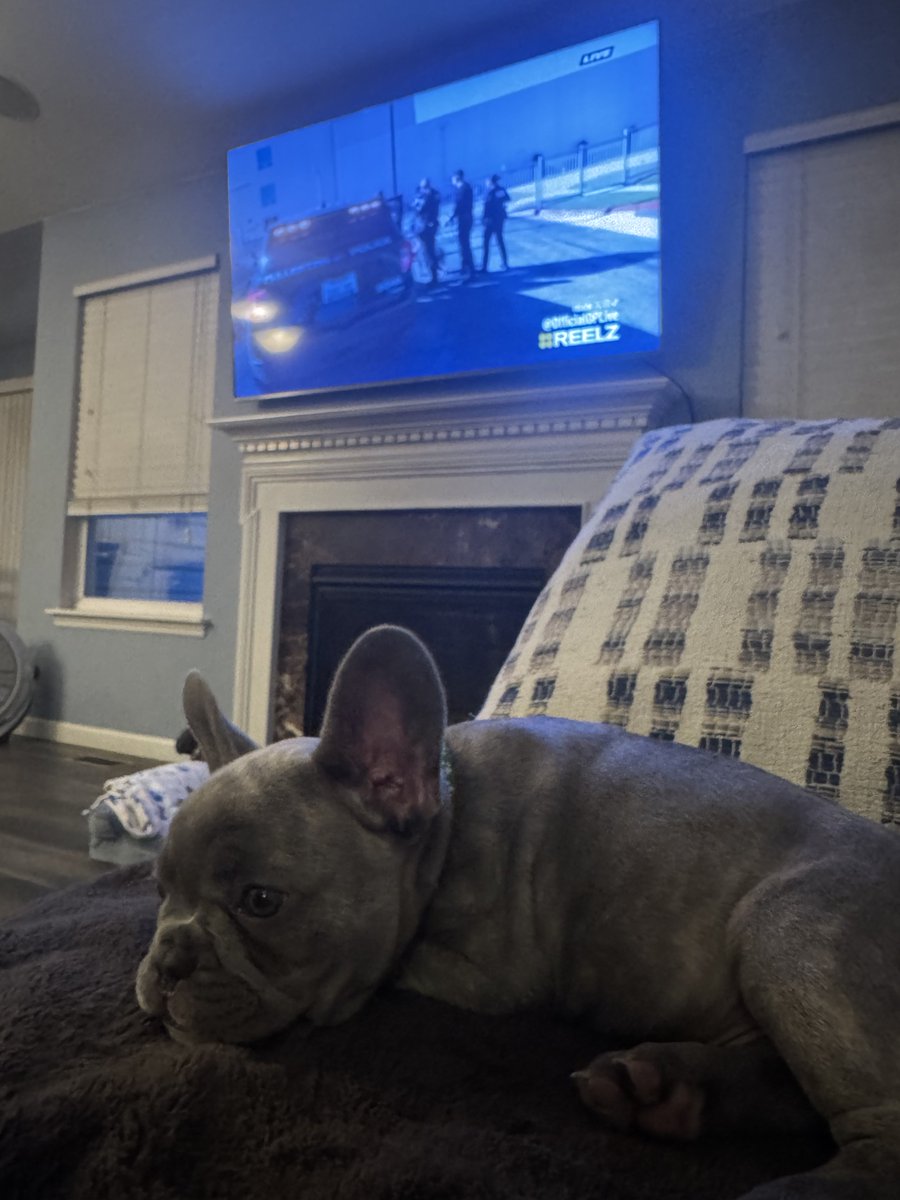 rypabu1's tweet photo. #waffles doesn’t miss a moment of #livepd 🧇 👮‍♀️👮🏼 https://t.co/AGIhKDZwlv