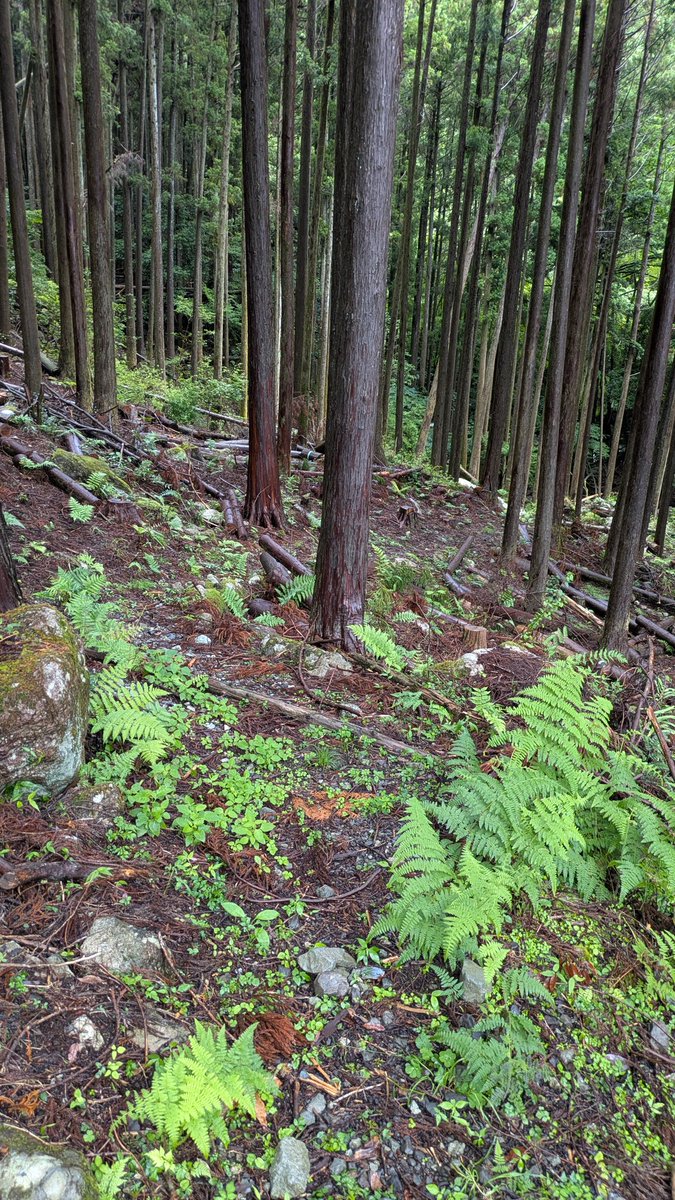 ZVR06674's tweet photo. 県道はここから徒歩で徳間峠に行きます。 https://t.co/DQ4lOlbfdl