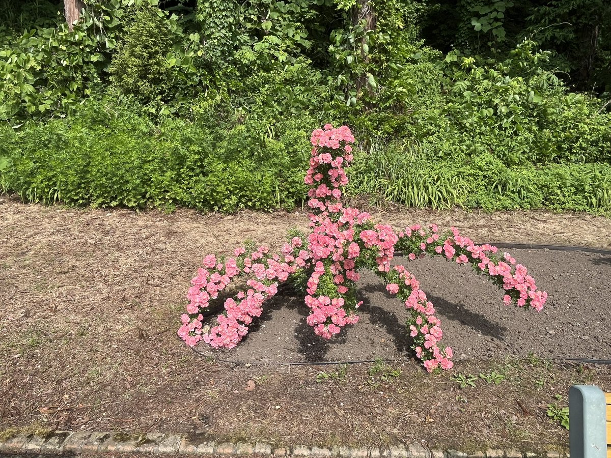 pingo_28's tweet photo. 今にも動き出しそう(な薔薇) https://t.co/m4joegSarm