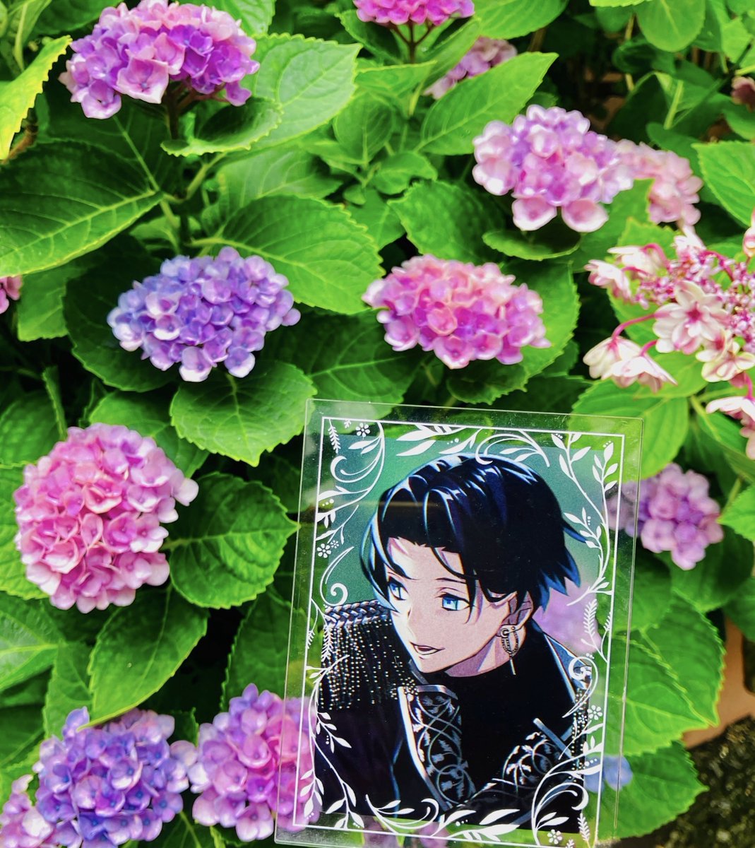 iroha1782's tweet photo. 薫くん、紫陽花がキレイな季節だよ💙☺️
#AnthosFandom https://t.co/V4q1OfMt2W
