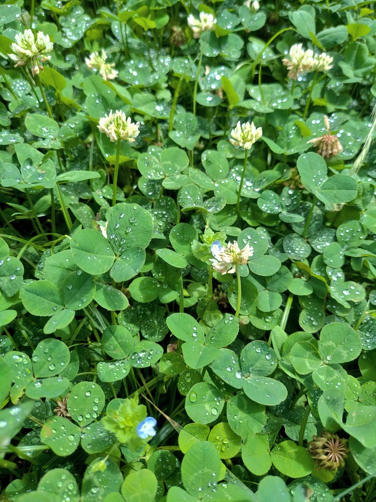 cha_meshi's tweet photo. 今日は子供を近所の花植えボランティアに送って行った。雨天中止だと思って人が少なかったので、私もやってもいいか聞いたら参加させてもらえた。帰りに通った公園でクローバーに雨の雫が残っていて綺麗だった。雫にピントを合わせると花がピンボケになるので難しいな https://t.co/3mrwPiyIYG