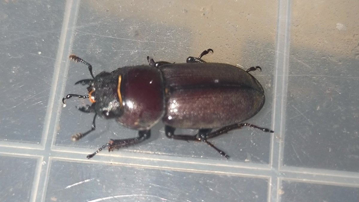 InsectKou's tweet photo. 久しぶりのクワガタ
南紀大島コクワWF1
良い色で羽化してきてますねぇ https://t.co/CfcJphKO0Z