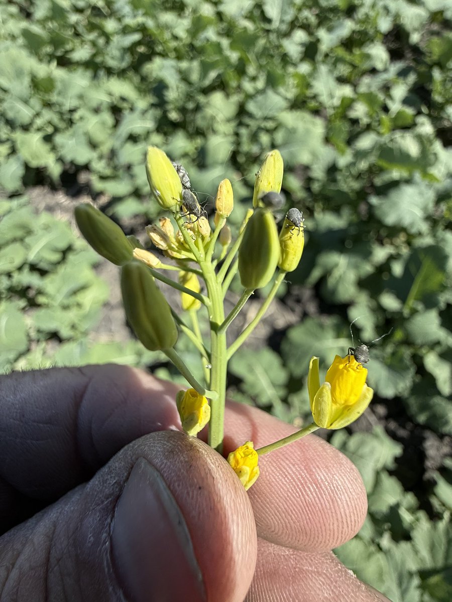 field2fieldag's tweet photo. Grow canola they said. It’s pretty when it flowers they said. It’ll make you good money they said. They forgot to tell you about the insects. Seeing cabbage seedpod weevil in volunteer canola in this year’s canola. @Christine25Kilp with the awesome guide. #Scout2026 https://t.co/E80YC4lliS