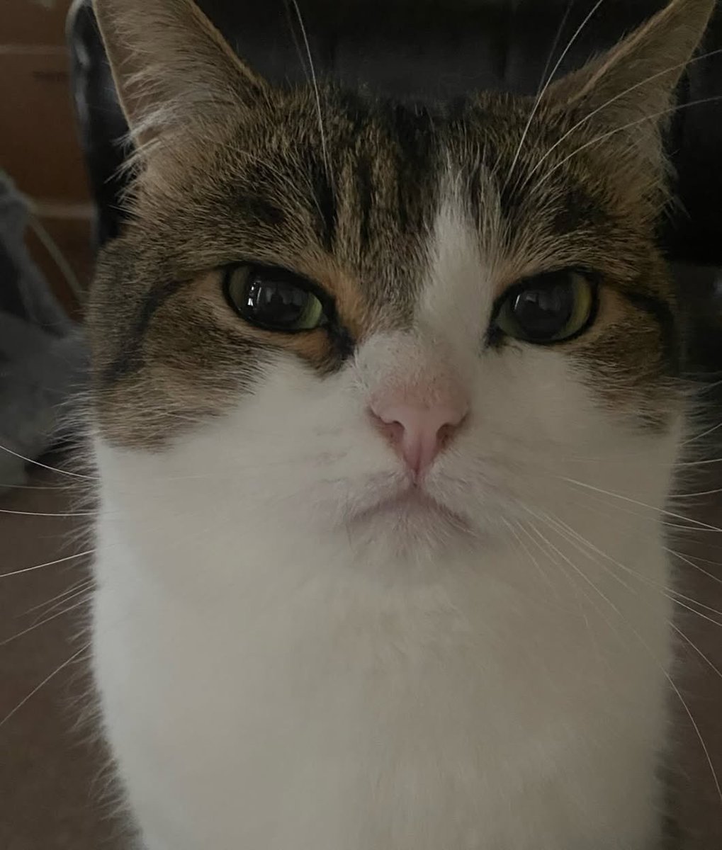 nikoandkotatoro's tweet photo. 最終回すぎる猫。
『つらいことがあっても強く生きて行こうと決意した猫』 https://t.co/oHg30lJmS2