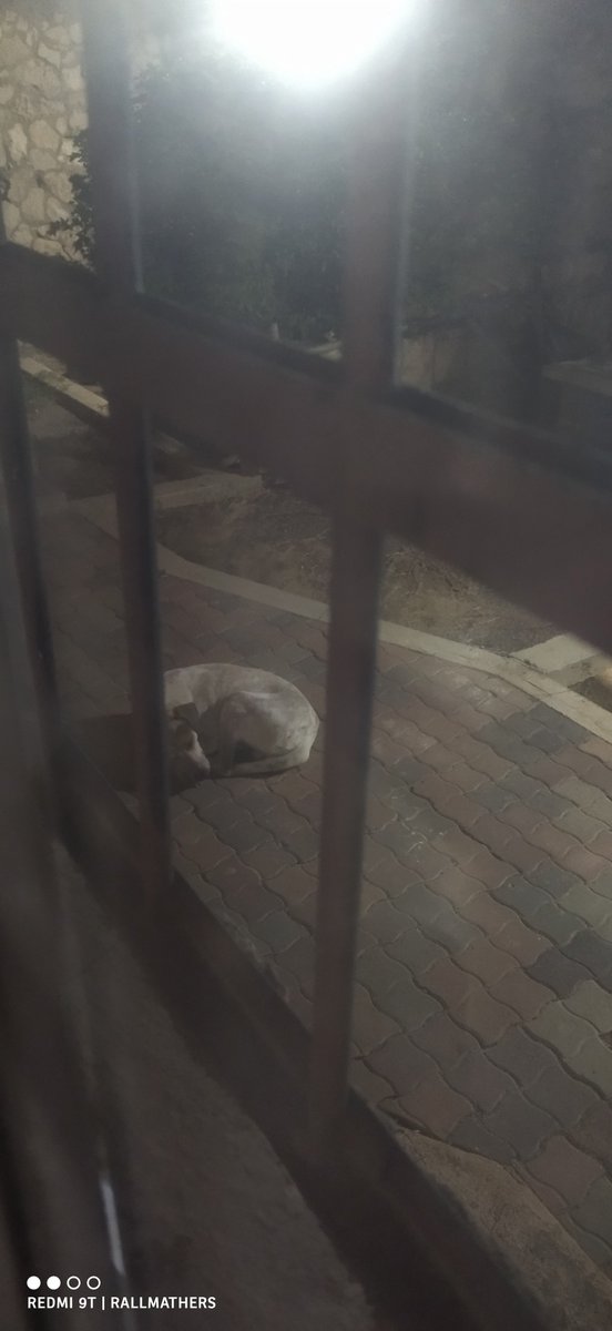 RallMathers's tweet photo. Tengo 2 gatas y un perrito.
Pero hay un perrito grande de tamaño (de edad es un bebé) que quiere ser adoptado y es obligado. No estoy lista para dos gatas y dos perros, más que todo me preocupa la seguridad de las gatas.
Aquí está galleta custodiando la puerta. https://t.co/aRrpVfNVWd